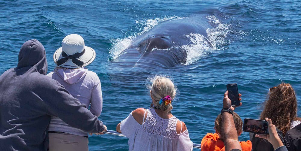 Whale Watching in the Beautiful Waters of Narooma