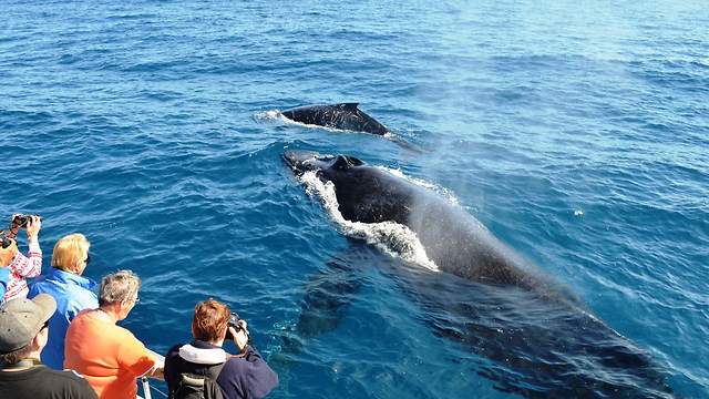 Items to Remember To Enhance a Whale Watching Trip